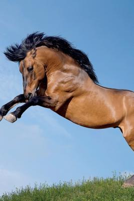 Read Online Andalusian Horse August Notebook & Journal. Productivity Work Planner & Idea Notepad: Brainstorm Thoughts, Self Discovery, To Do List - Equine Life file in PDF