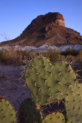 Download Heart Shaped Cactus and Castelon Peak Big Bend National Park Texas USA Journal: 150 Page Lined Notebook/Diary -  | PDF