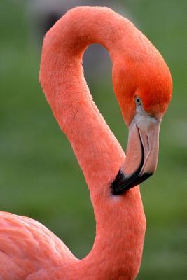 Full Download A Flamingo Portrait Bird Journal: 150 Page Lined Notebook/Diary -  file in ePub