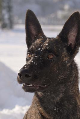 Read The Dutch Shepherd Dog Journal: 150 Page Lined Notebook/Diary -  | PDF