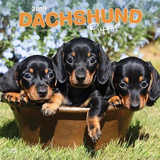 Full Download Dachshund Puppies 2019 12 x 12 Inch Monthly Square Wall Calendar, Animals Dog Breeds Puppies (English, French and Spanish Edition) -  | ePub